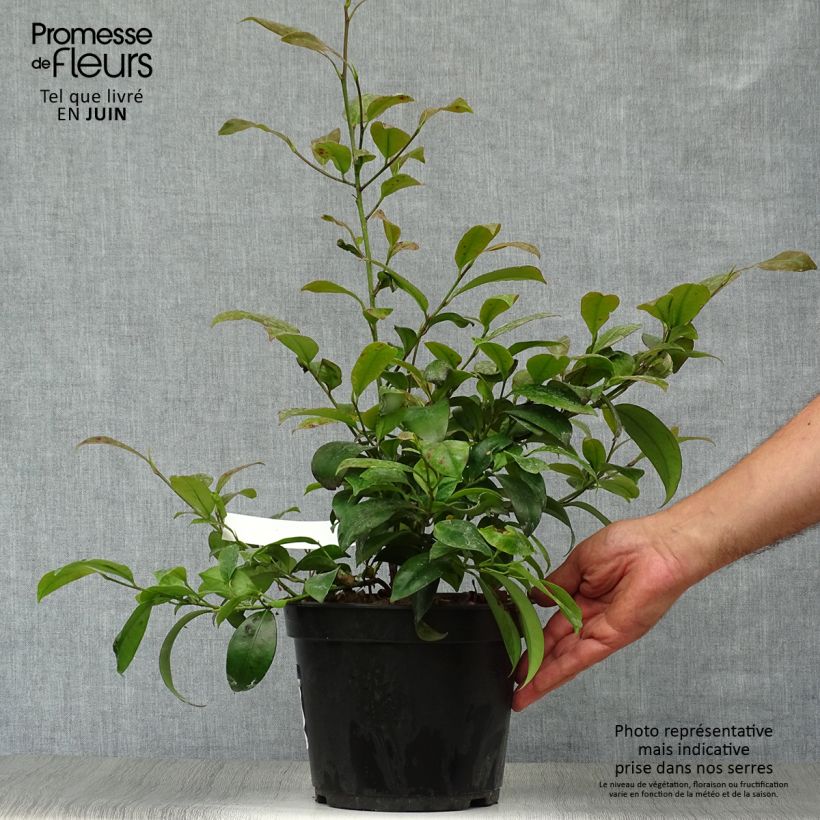 Ejemplar de Cleyera japonica Maceta 4L/5L entregado en verano