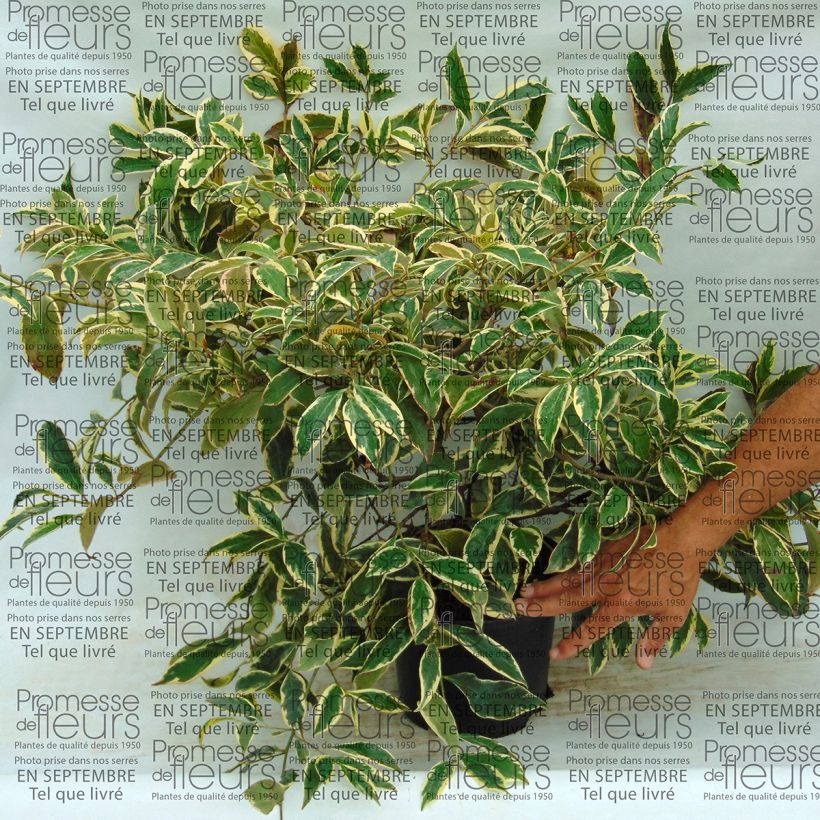 Ejemplo de ejemplar de Cleyera japonica Variegata Maceta 4L/5L tal y como se entrega