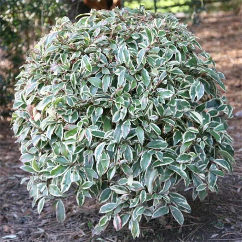 Cleyera japonica Variegata (Follaje)