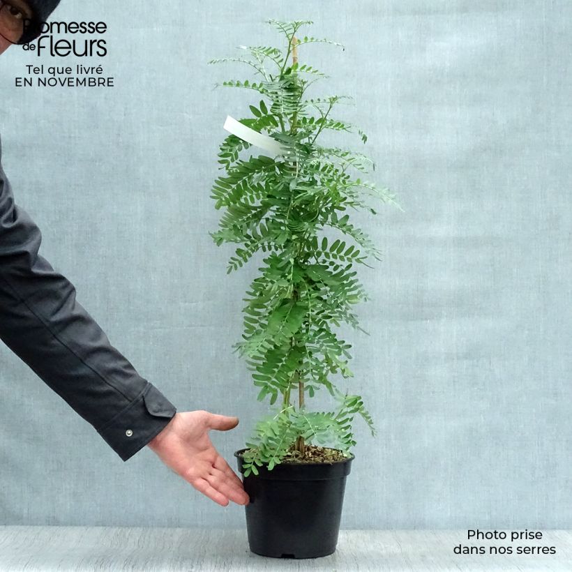 Ejemplar de Clianthus puniceus Flamingo - Kakabeak Maceta 3L/4L entregado en otoño