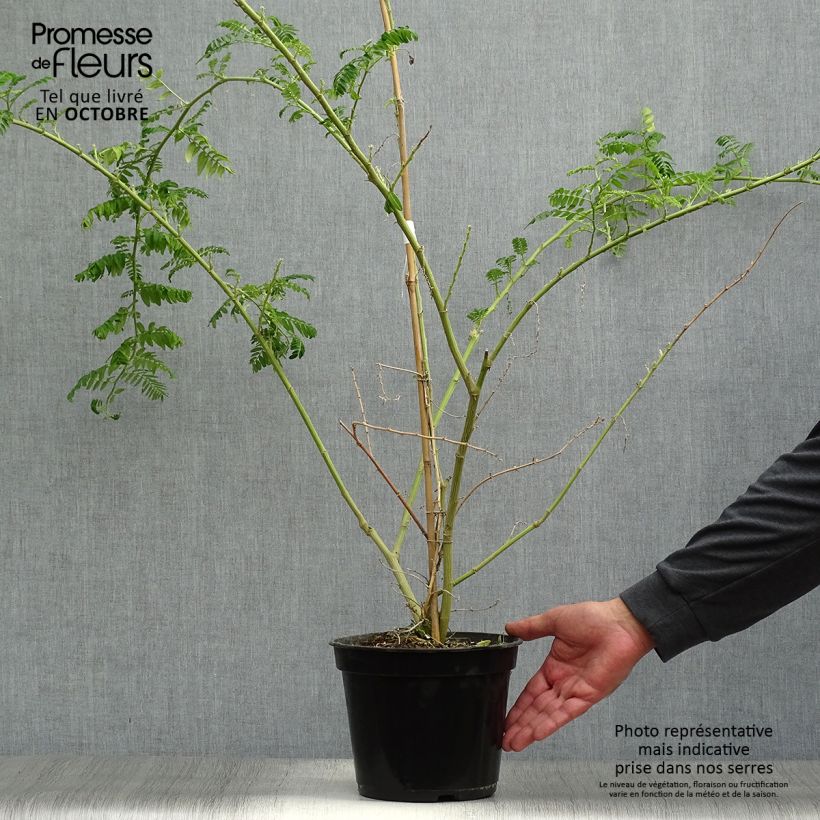 Ejemplar de Clianthus puniceus Kaka King - Kakabeak Maceta 4L/5L entregado en otoño