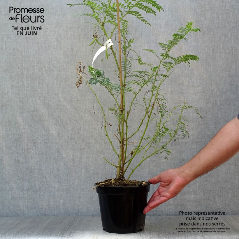 Ejemplar de Clianthus puniceus White Heron - Kakabeak Maceta 3L/4L entregado en verano