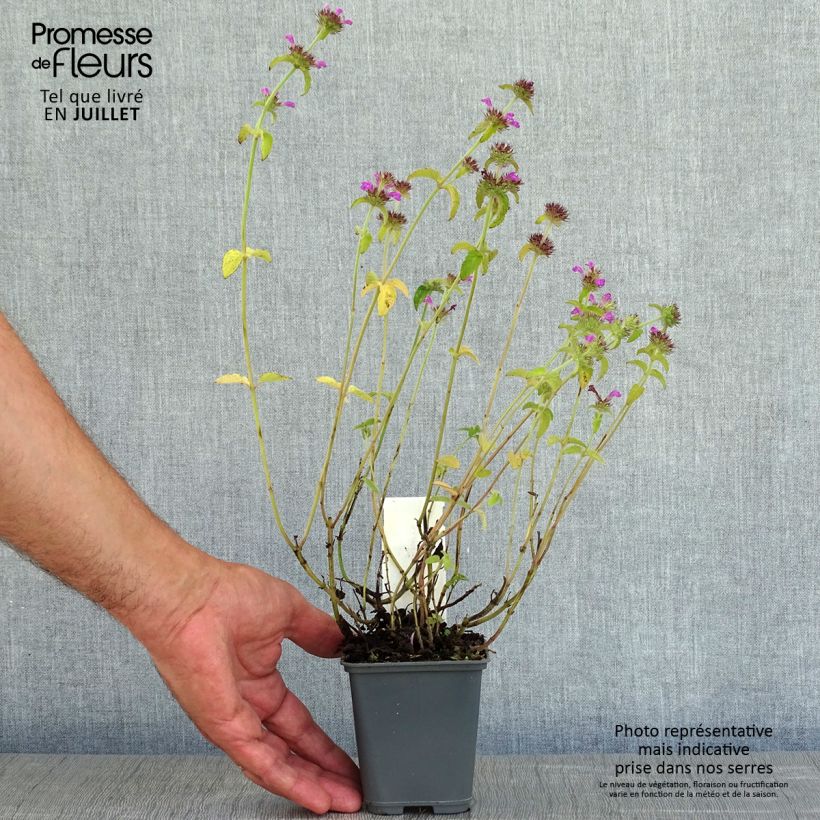 Ejemplar de Clinopodium vulgare Maceta de 8/9 cm entregado en verano