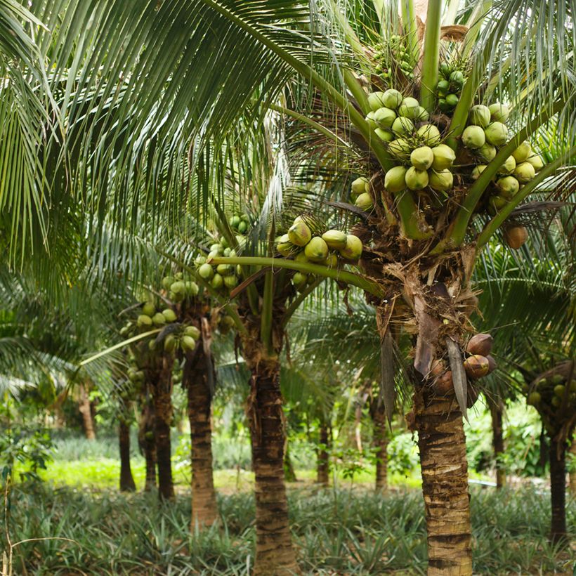Cocos nucifera - Cocotero (Porte)