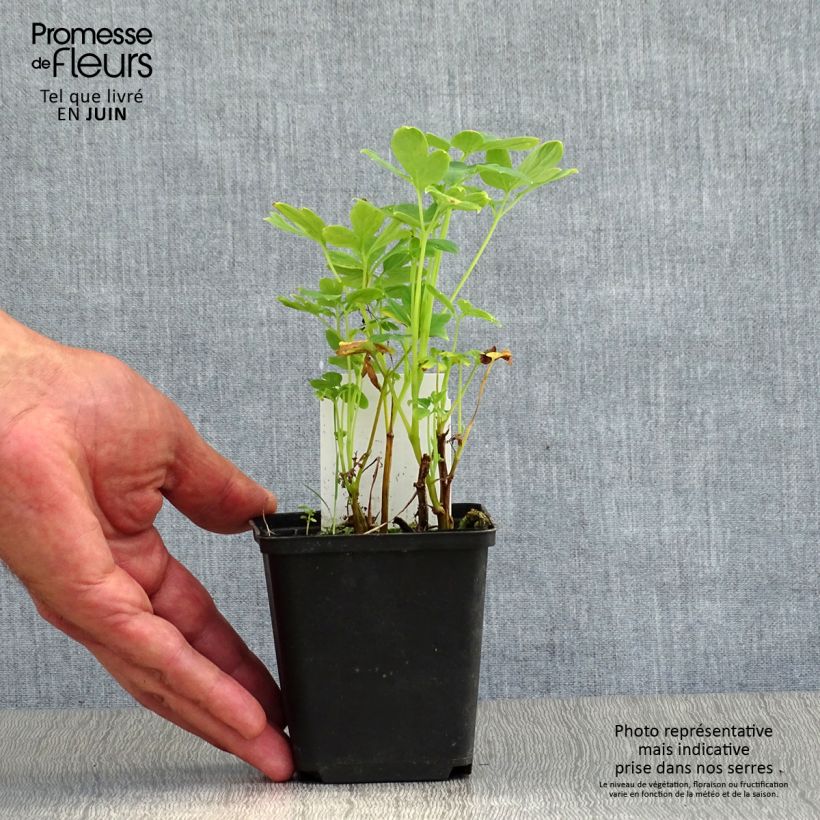 Ejemplar de Dicentra spectabilis Alba Maceta de 8/9 cm entregado en verano