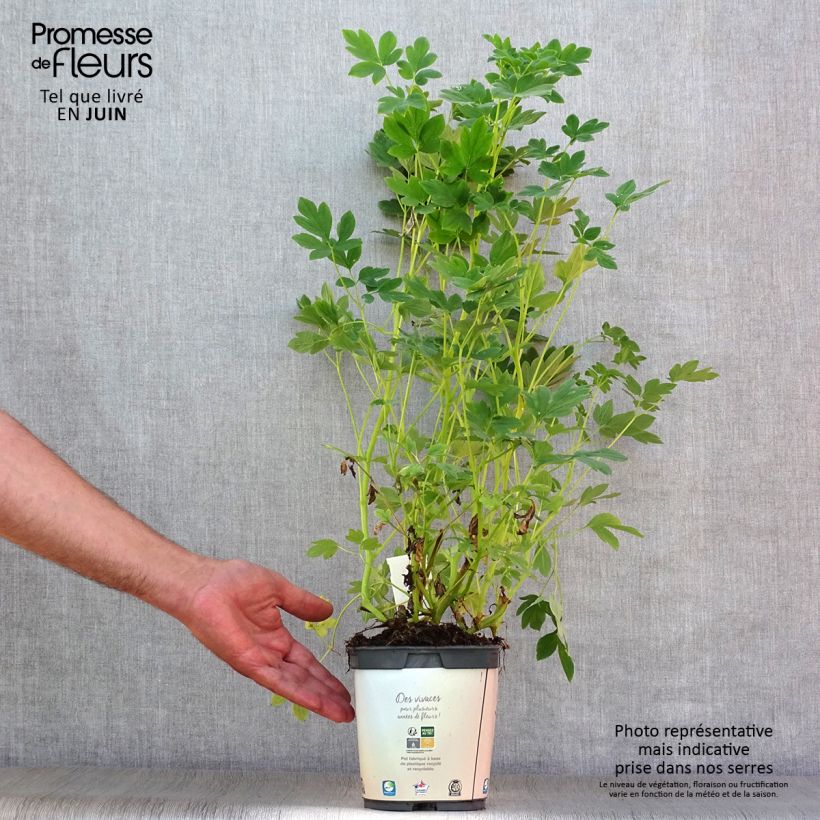 Ejemplar de Dicentra spectabilis Alba Maceta 2L/3L entregado en verano