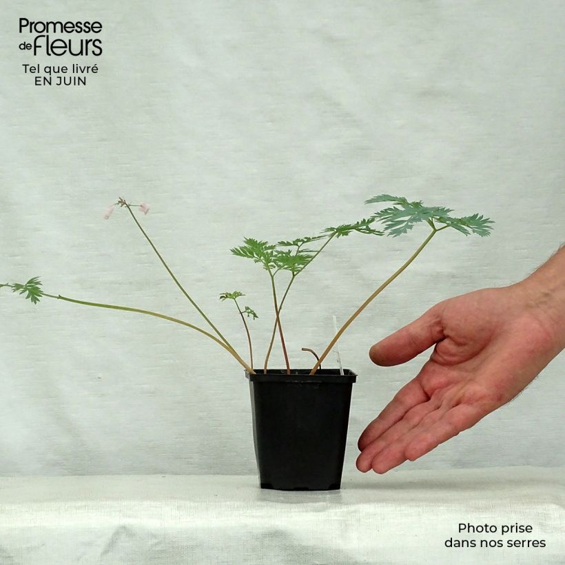 Ejemplar de Dicentra eximia Stuart Boothman Maceta de 8/9 cm entregado en verano