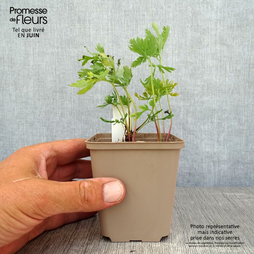 Ejemplar de Dicentra formosa Bacchanal Maceta de 8/9 cm entregado en verano