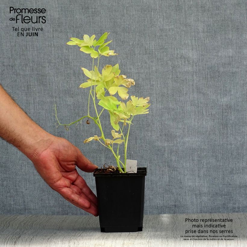 Ejemplar de Dicentra spectabilis White Gold Maceta de 8/9 cm entregado en verano