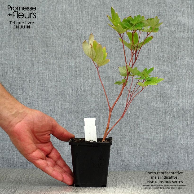 Ejemplar de Dicentra spectabilis Valentine Maceta de 7/8 cm entregado en verano