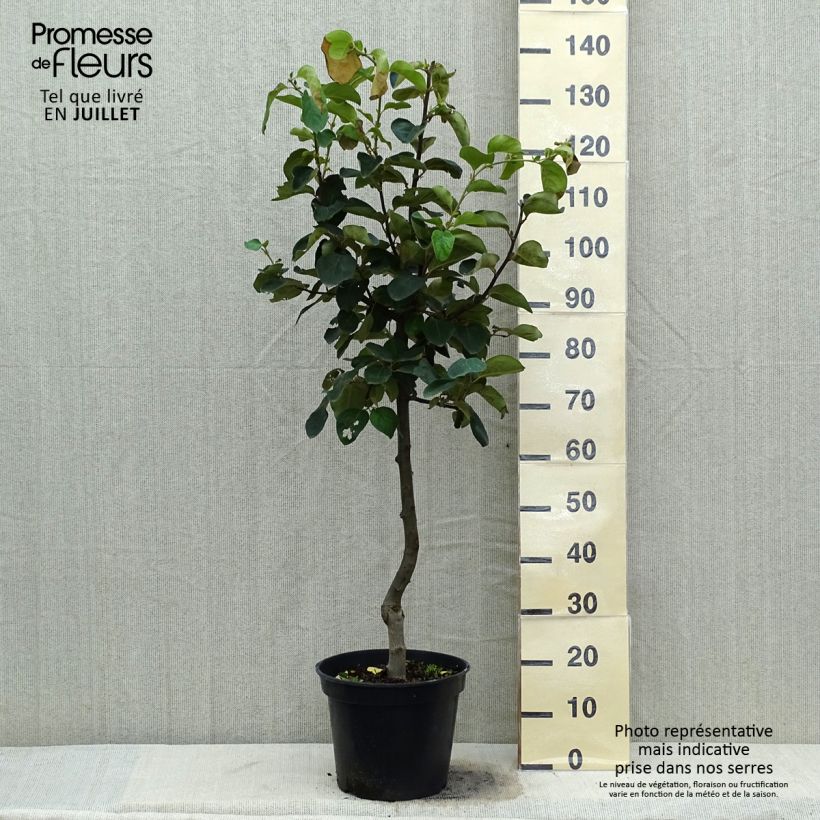 Ejemplar de Membrillero Monstrueux de Vranja Maceta 7,5L/10L, CopaAltura de entrega aprox. 125/150cm entregado en verano