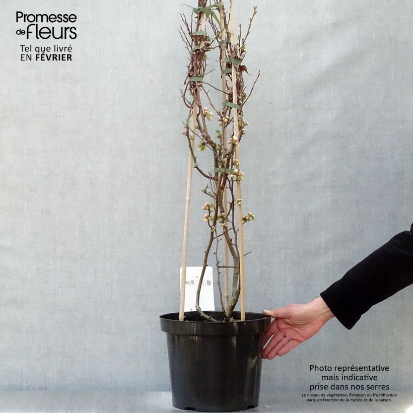 Membrillero del Japón Toyo-Nishiki - Chaenomeles speciosa Maceta 7,5L/10LAltura de entrega aprox. 150/170cm Ejemplar entregado en invierno