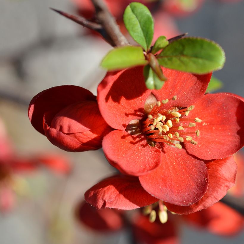 Membrillero del Japón Hollandia - Chaenomeles superba (Floración)