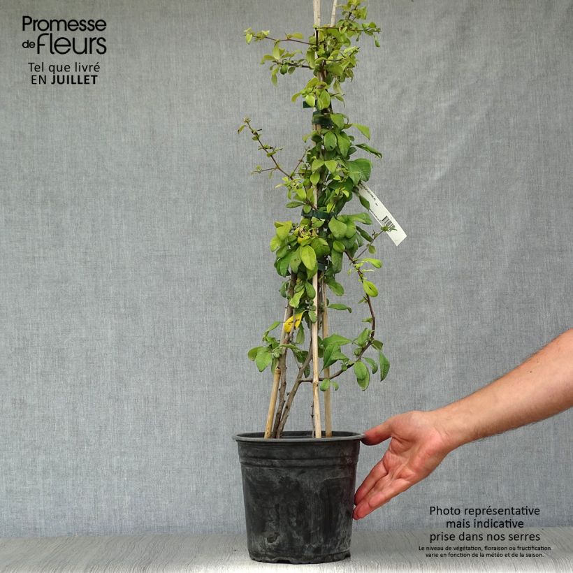 Ejemplar de Membrillero del Japón Hot Fire - Chaenomeles speciosa Maceta 4L/5LAltura de entrega aprox. 40cm entregado en verano