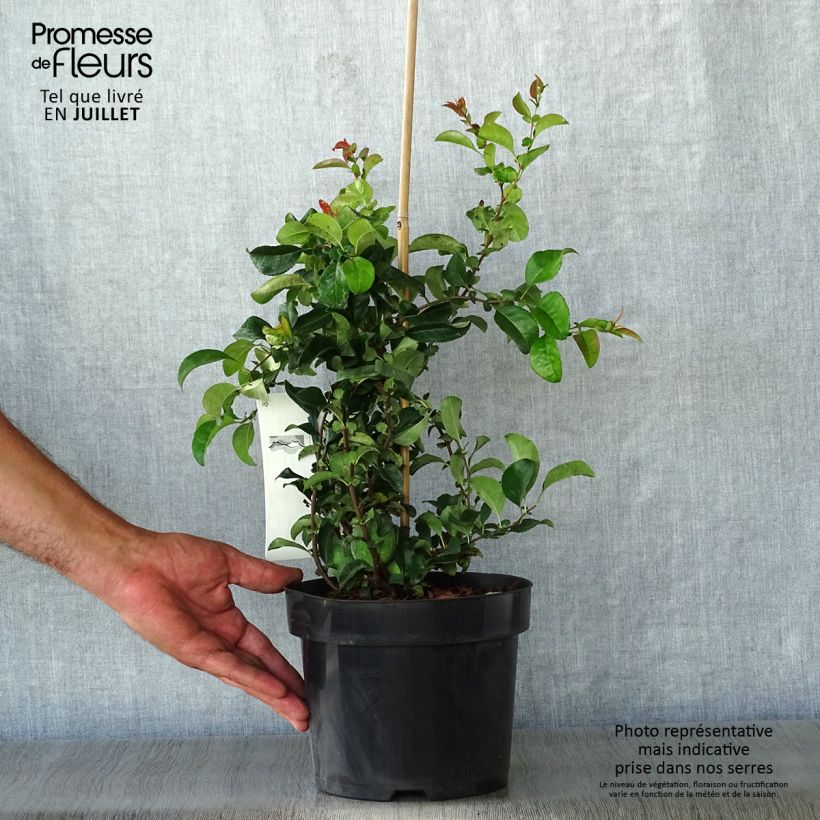 Ejemplar de Membrillero del Japón Jet Trail - Chaenomeles superba Maceta 3L/4LAltura de entrega aprox. 30/40cm entregado en verano