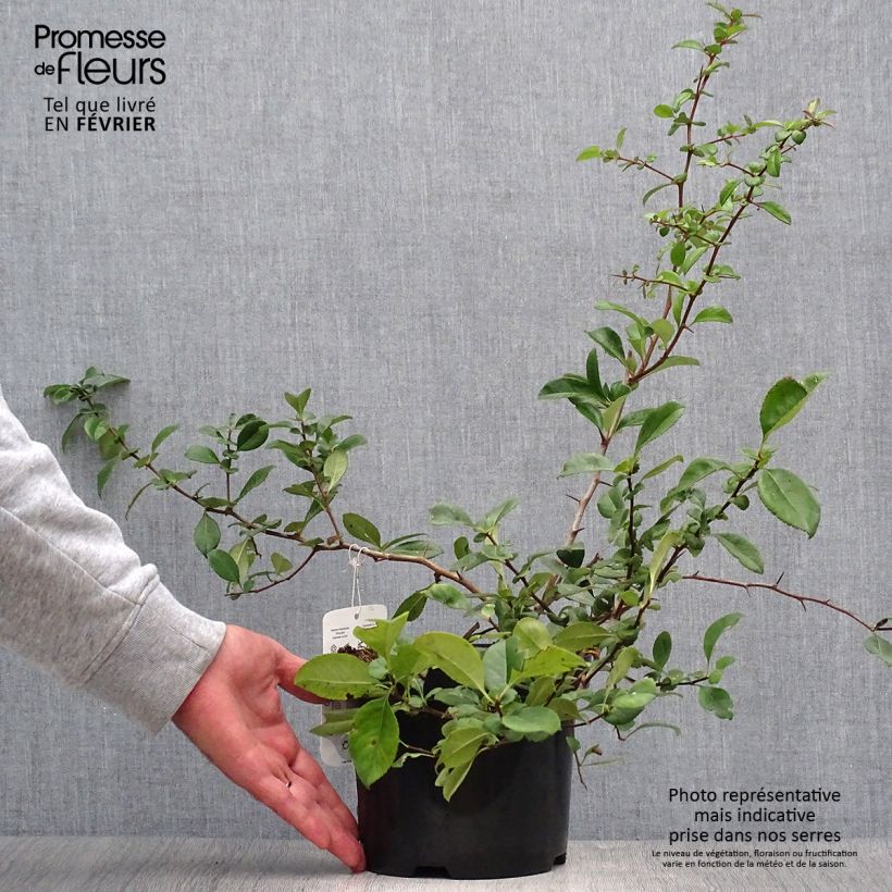 Ejemplar de Membrillero del Japón Nicoline - Chaenomeles superba Maceta 2L/3L entregado en otoño
