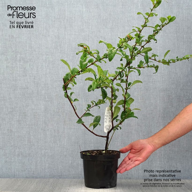 Ejemplar de Membrillero del Japón Nivalis - Chaenomeles speciosa Maceta 2L/3L entregado en otoño