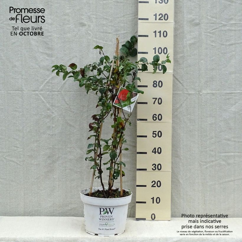Ejemplar de Membrillero del Japón Orange Storm - Chaenomeles speciosa Maceta 7,5L/10L entregado en otoño