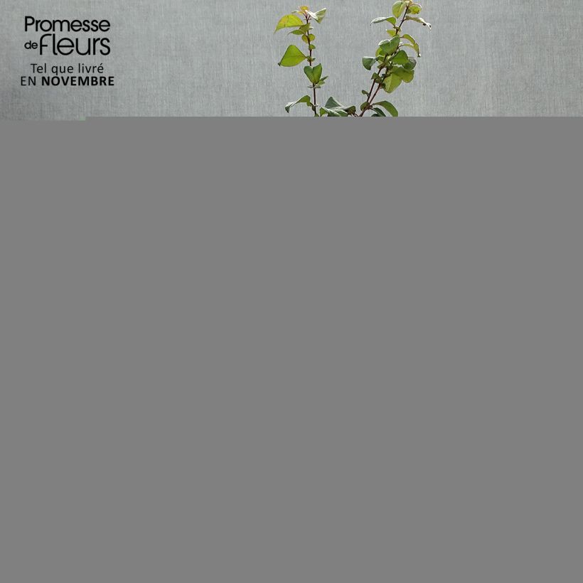 Ejemplar de Membrillero del Japón Orange Storm - Chaenomeles speciosa Maceta 2L/3L entregado en otoño