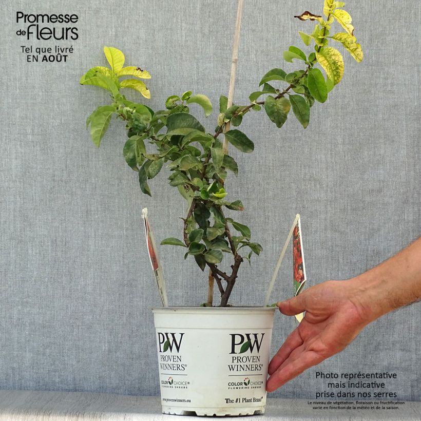 Ejemplar de Membrillero del Japón Orange Storm - Chaenomeles speciosa Maceta 2L/3LAltura de entrega aprox. 30/40cm entregado en verano