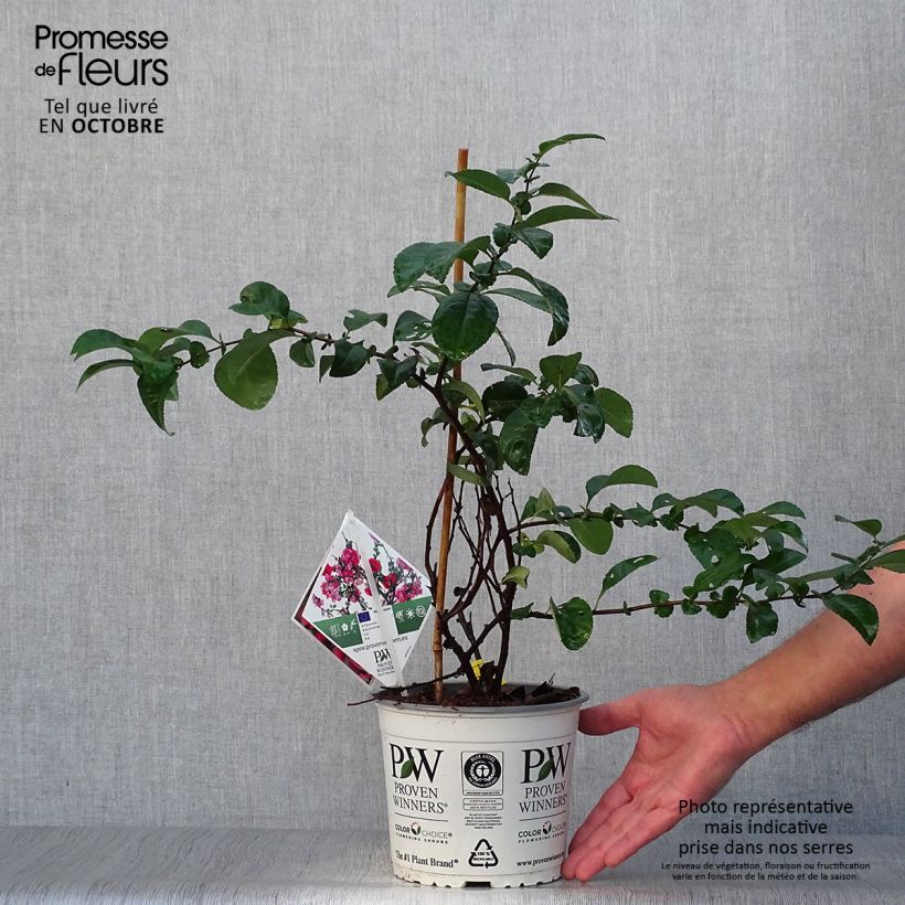 Ejemplar de Membrillero del Japón Pink Storm - Chaenomeles speciosa Maceta 2L/3L entregado en otoño