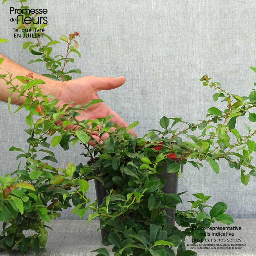 Ejemplar de Chaenomeles japonica Sargentii - Membrillero de flor Maceta 3L/4LAltura de entrega aprox. 40cm entregado en verano