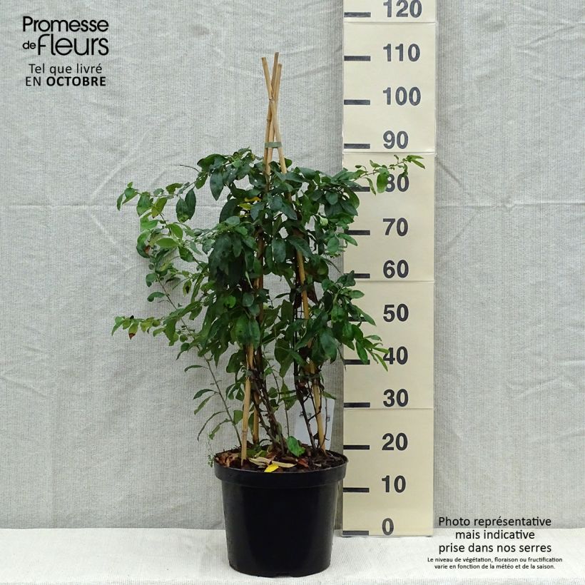 Ejemplar de Membrillero del Japón Yukigoten - Chaenomeles speciosa Maceta 7,5L/10L entregado en otoño
