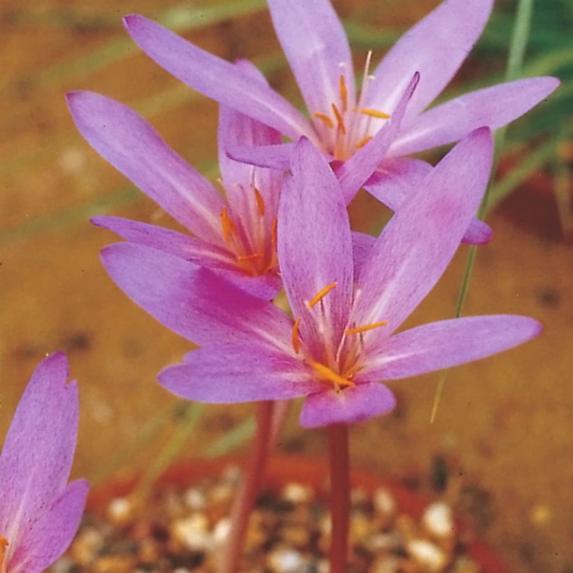 Colchicum autumnale Pannonicum - Cólquico (Floración)
