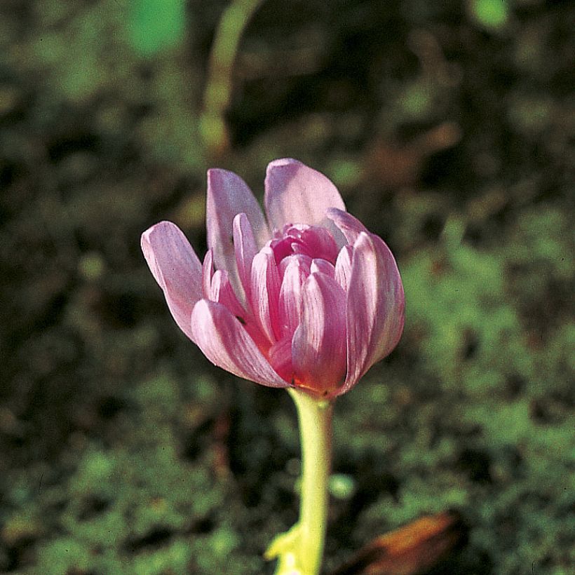 Colchicum autumnale Pleniflorum - Cólquico (Floración)