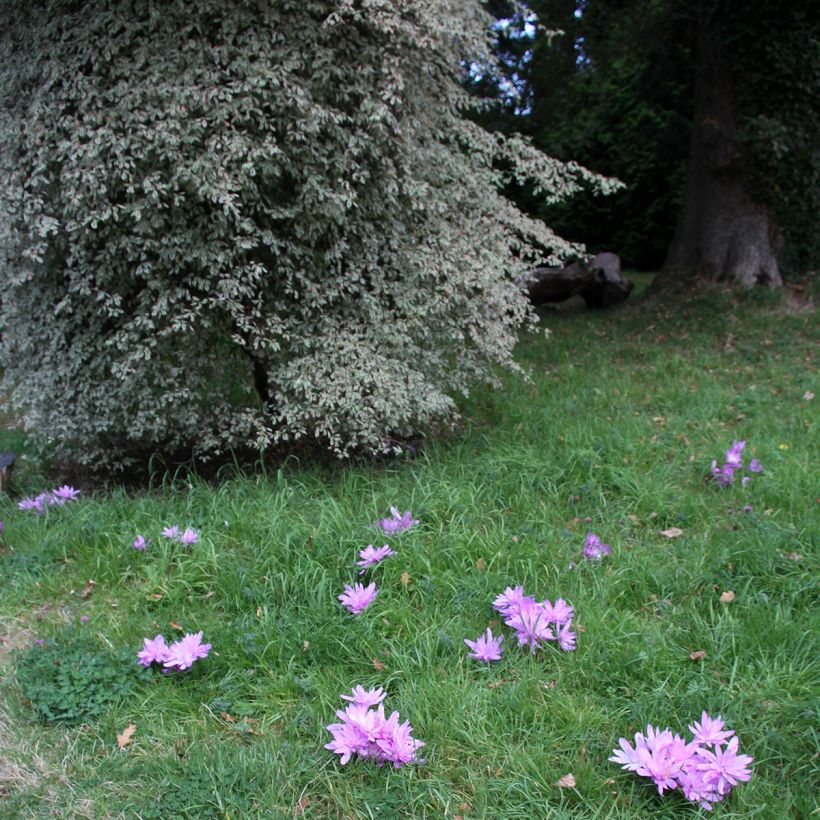 Colchicum autumnale Pleniflorum - Cólquico (Porte)