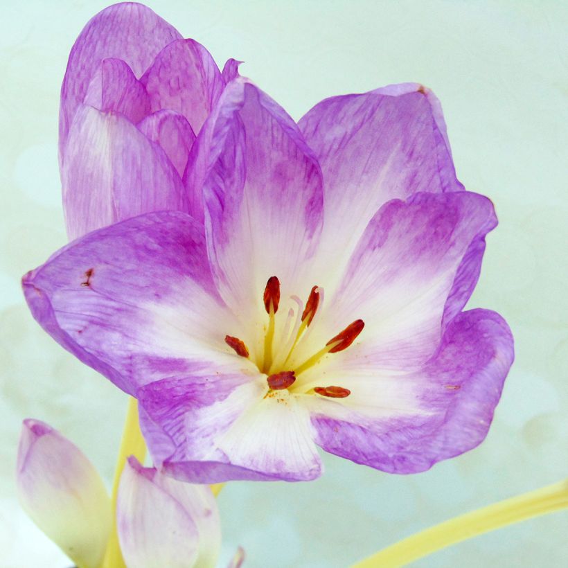 Colchicum autumnale Major - Cólquico (Follaje)