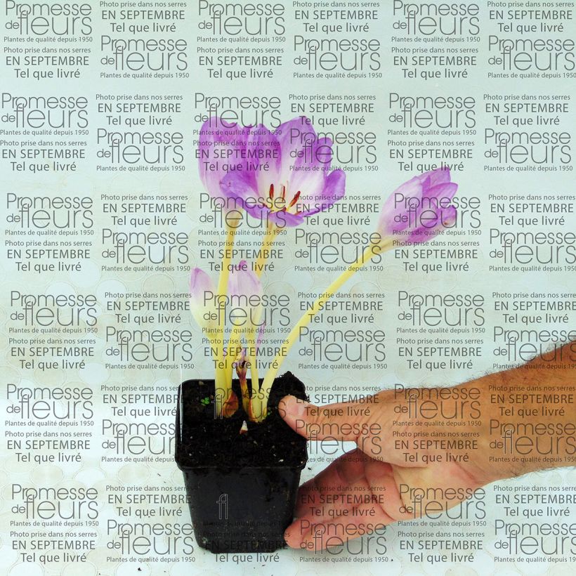 Ejemplo de ejemplar de Colchicum autumnale Major - Cólquico Maceta de 8/9 cm tal y como se entrega