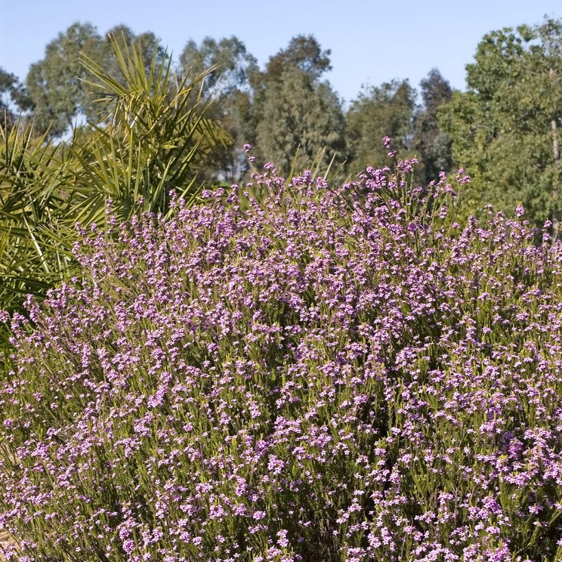 Coleonema pulchrum - Arbusto confeti (Porte)
