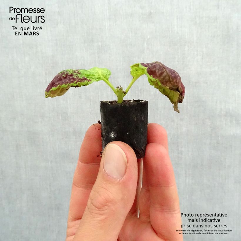 Cóleo Copinto Bloody Mary minicepellón: Ø 3/4 cm Ejemplar entregado en la primavera
