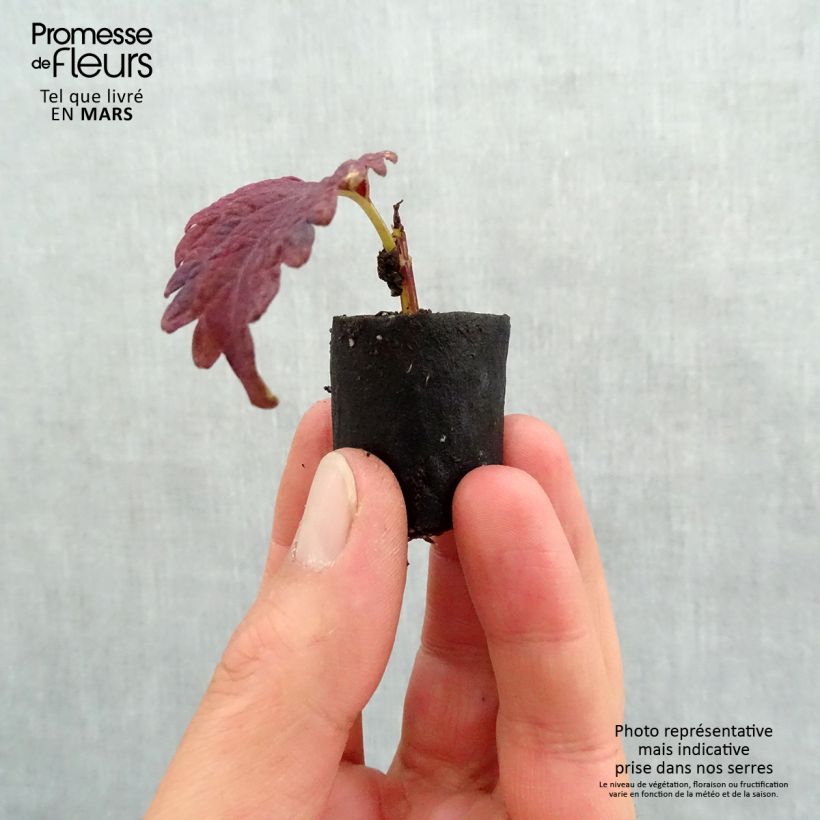 Cóleo Copinto Sangria minicepellón: Ø 3/4 cm Ejemplar entregado en la primavera