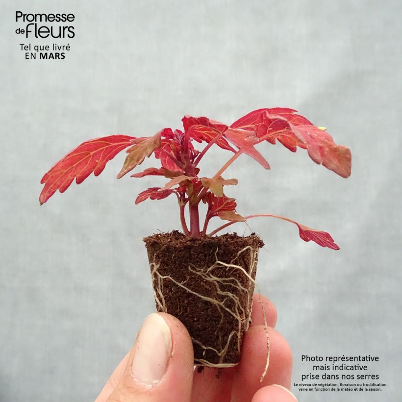 Cóleo FlameThrower Habanero minicepellón: Ø 3/4 cm Ejemplar entregado en la primavera