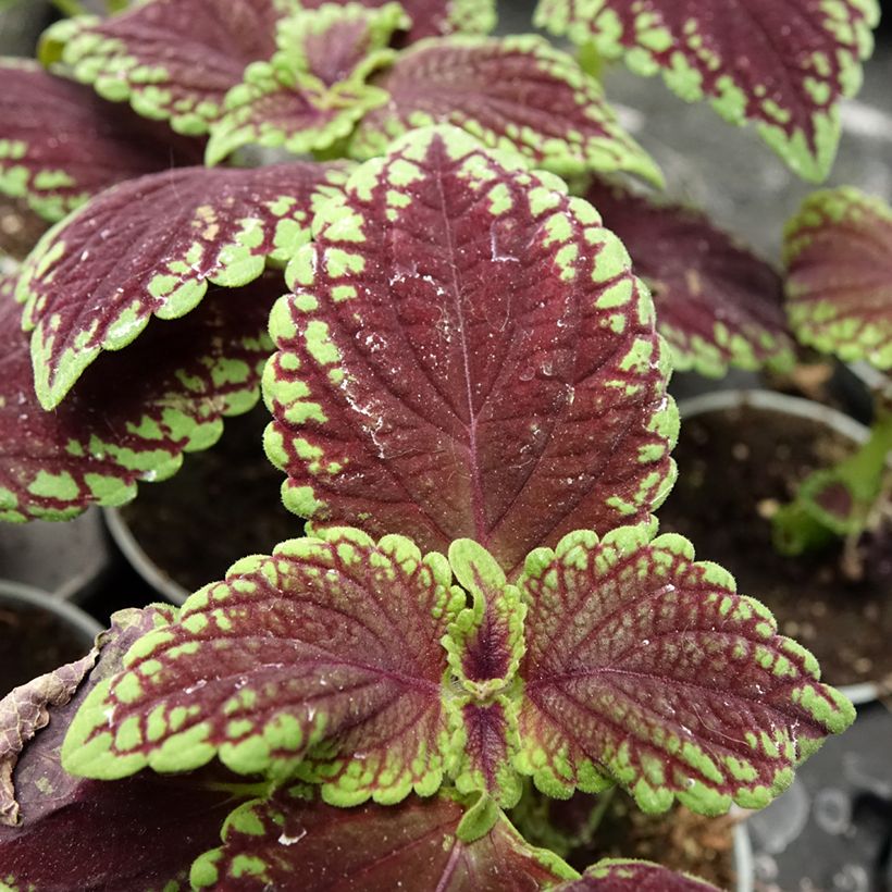 Cóleo MS Abbey Road - Coleus (Follaje)