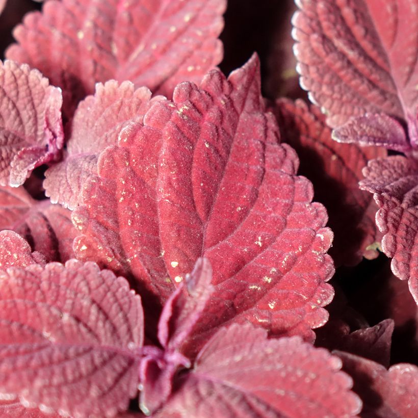 Cóleo MS Second Street - Coleus (Follaje)
