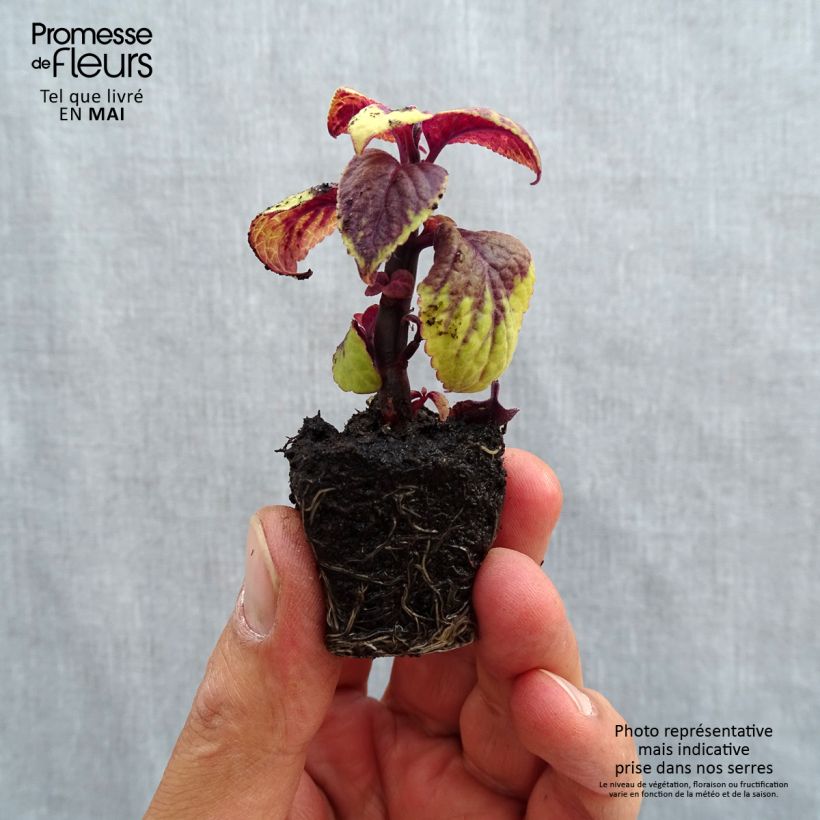 Cóleo Pineapple Surprise minicepellón: Ø 3/4 cm Ejemplar entregado en la primavera