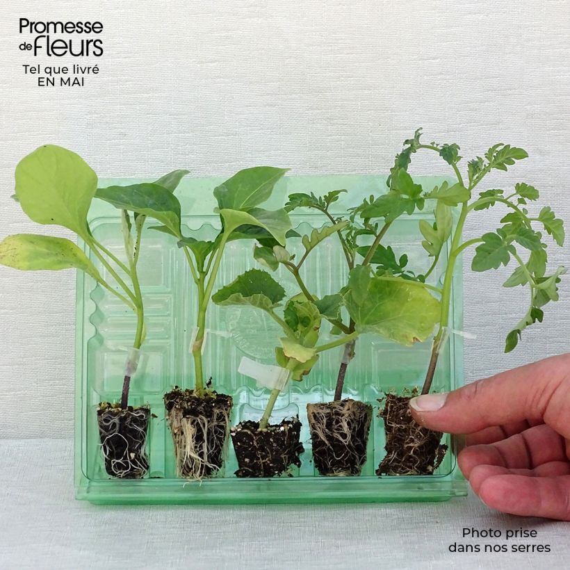 Colección Hortalizas de verano, 5 planteros de hortalizas INJERTADOS Ejemplar entregado en la primavera