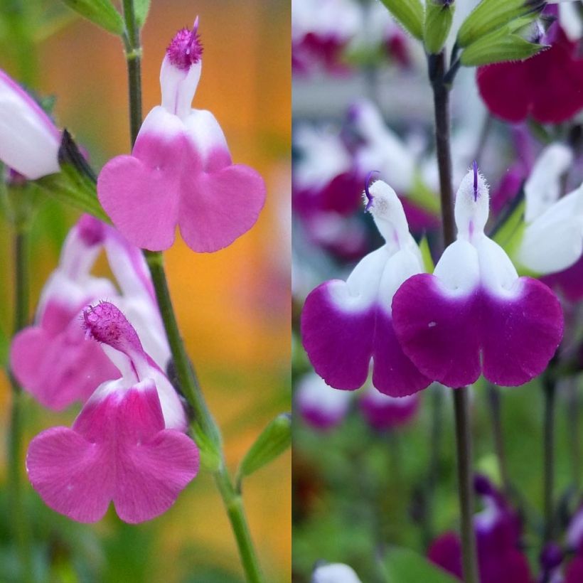 Colección salvia arbustiva Lips (Floración)