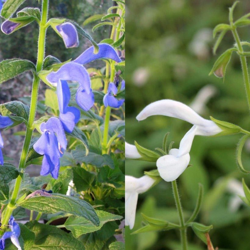 Colección de salvias exóticas blanco/azul (Floración)