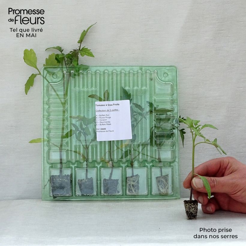 Colección de 5 plantas de tomate de frutos grandes Ejemplar entregado en la primavera