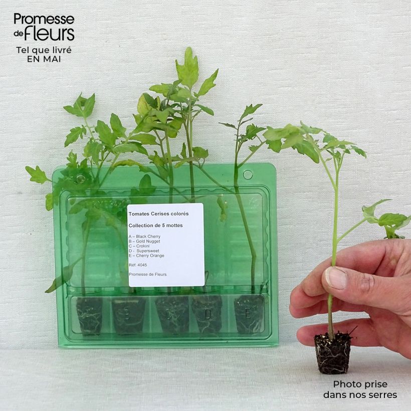 Conjunto de 5 plantas de tomates cherry de colores Ejemplar entregado en la primavera