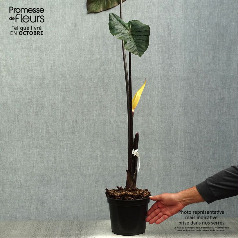 Ejemplar de Colocasia esculenta Black Stem Maceta 3L/4L entregado en otoño