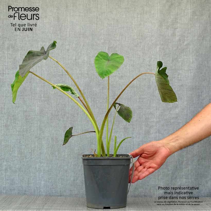 Ejemplar de Colocasia Black magic Maceta 4L/5L entregado en verano
