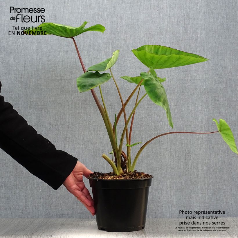 Ejemplar de Colocasia Blue hawaii Maceta 4L/5L entregado en otoño