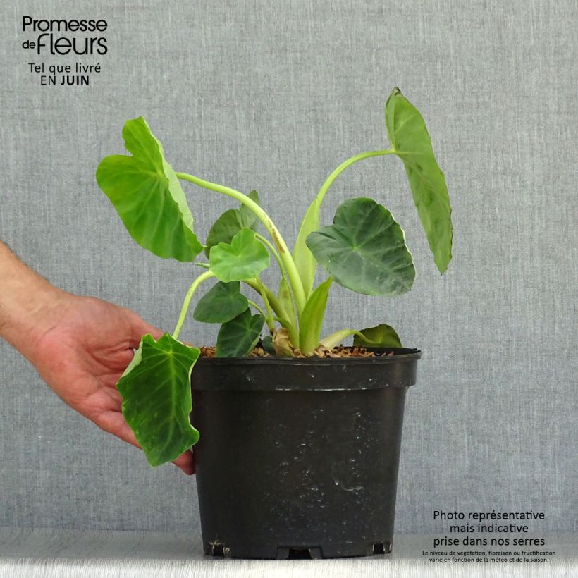 Ejemplar de Colocasia Jack's Giant Maceta 3L/4L entregado en verano