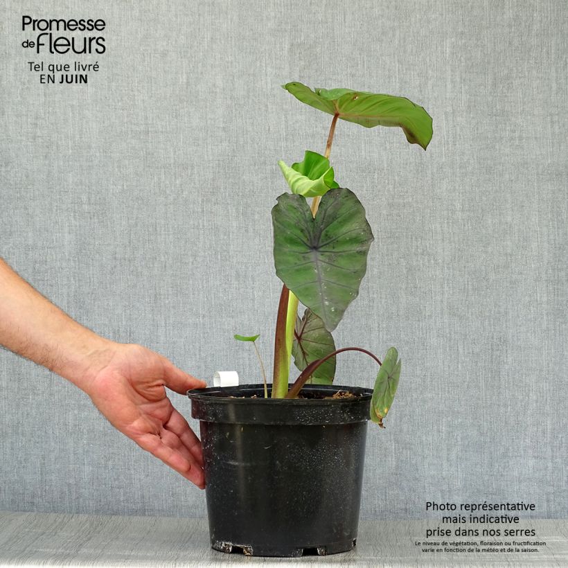 Ejemplar de Colocasia Madeira - Oreille d'Eléphant Pot de 3L/4L entregado en verano