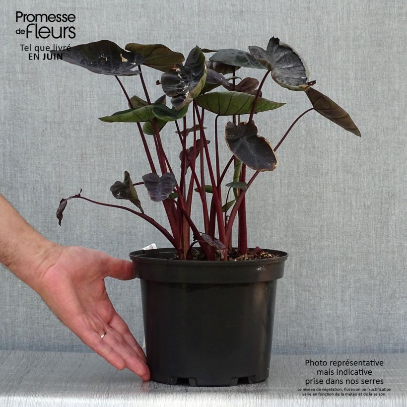 Ejemplar de Colocasia Painted Black Gecko - Oreille d'éléphant  Pot de 4L/5L entregado en verano